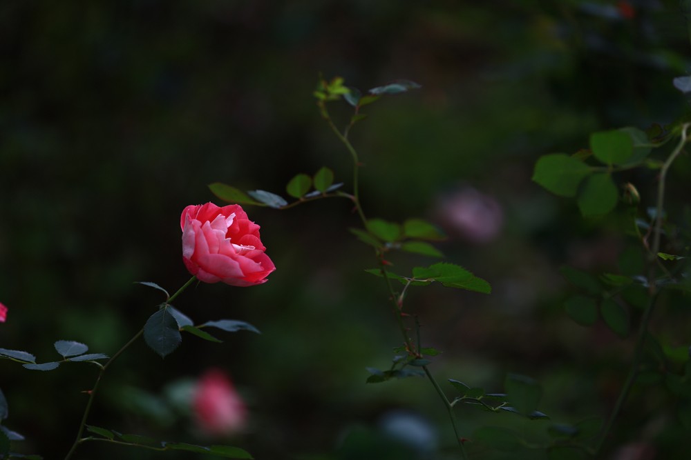 2014菊花 (2).JPG