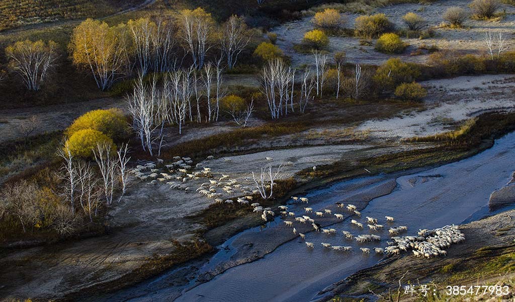 坝上-牧羊 (2).jpg