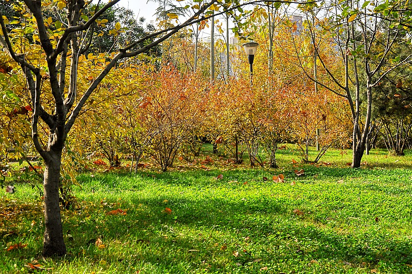 DSC_0041_conew1.jpg
