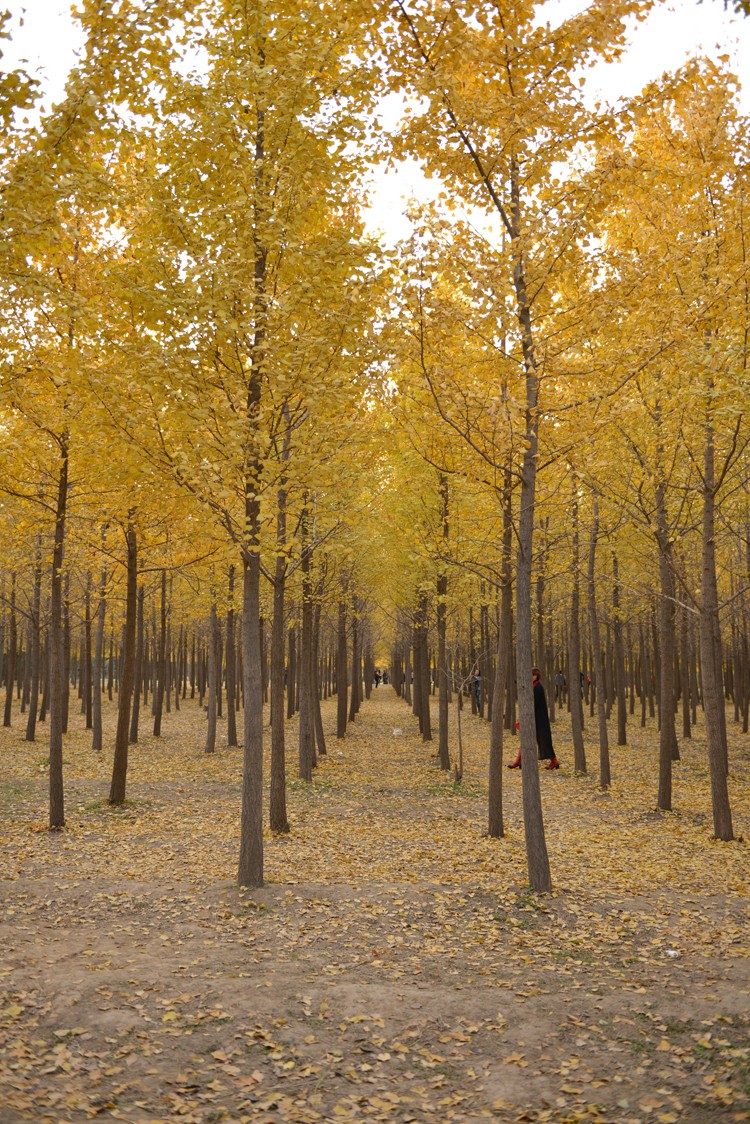 银杏秋色迷人