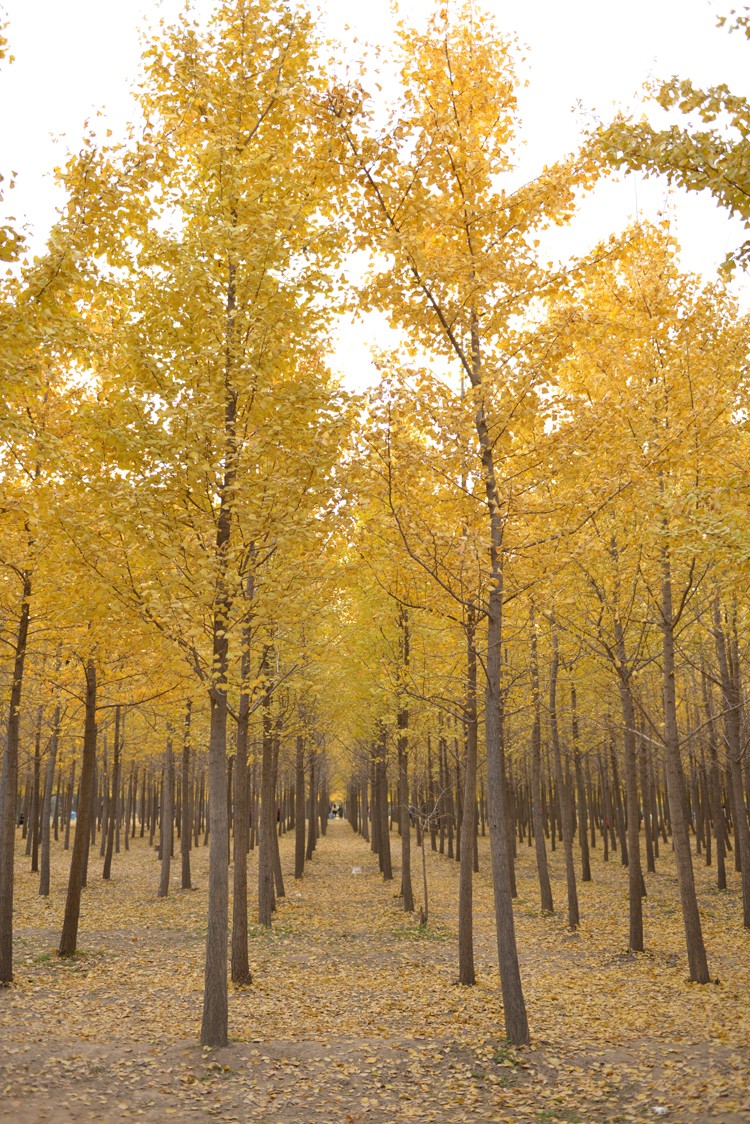 银杏秋色迷人