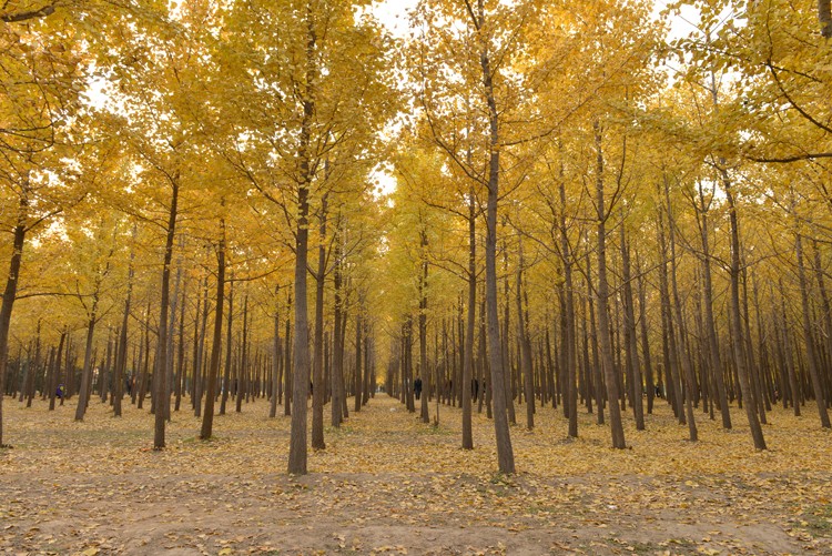 银杏秋色迷人