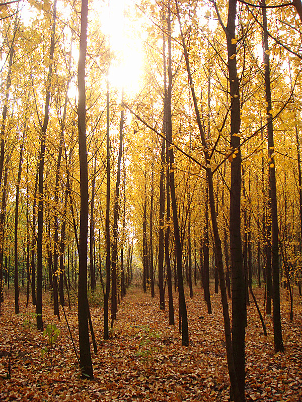 DSC06215_副本.jpg