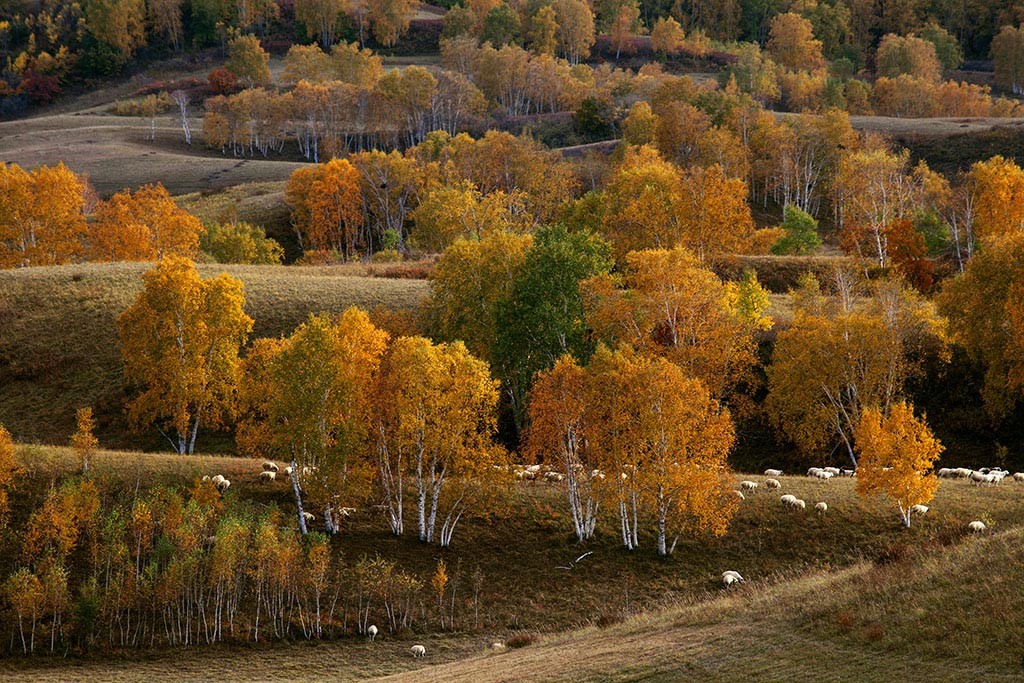在忆坝上秋色 (2).jpg
