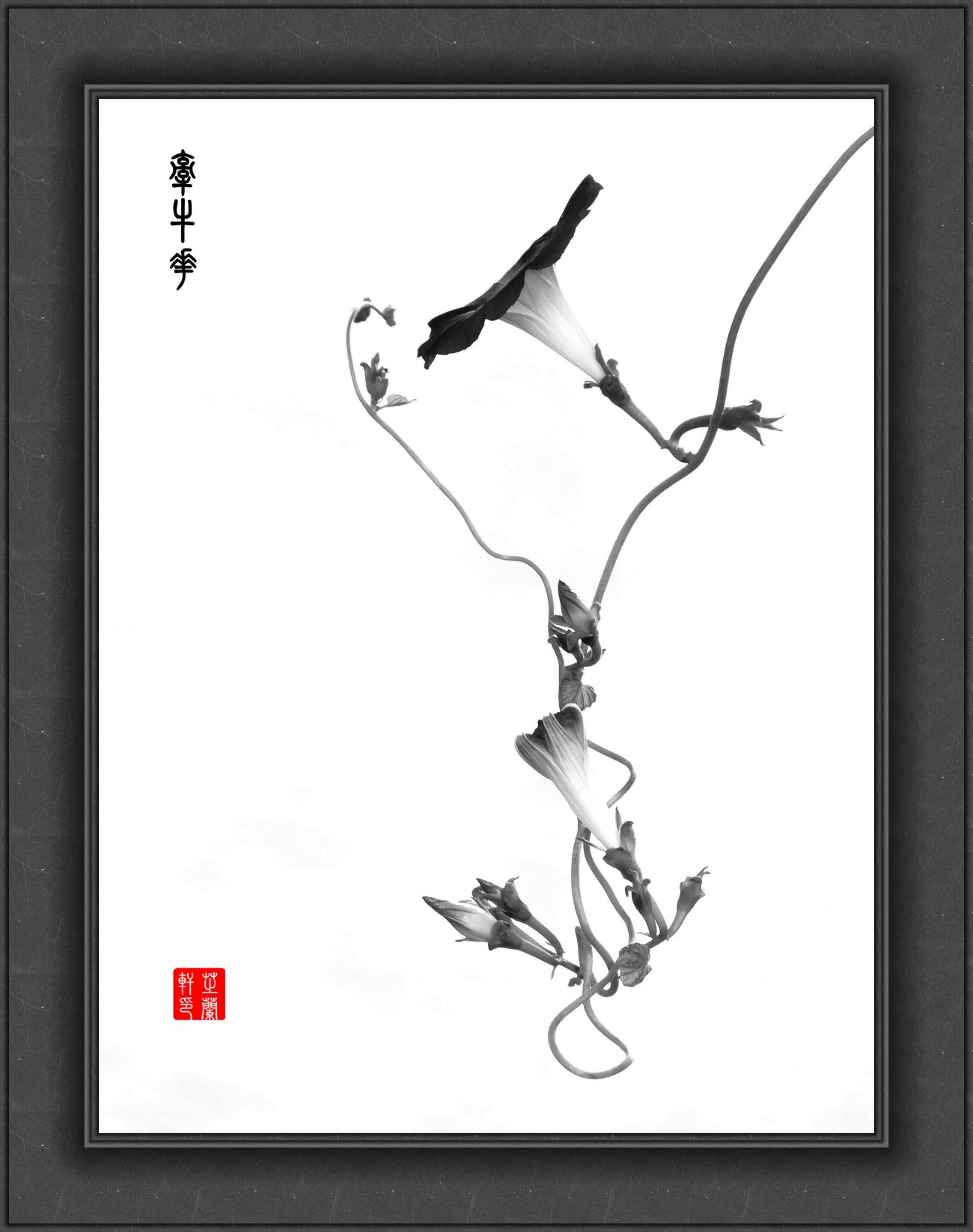 P1060269_副本蓝牵牛花黑白图_副本.jpg