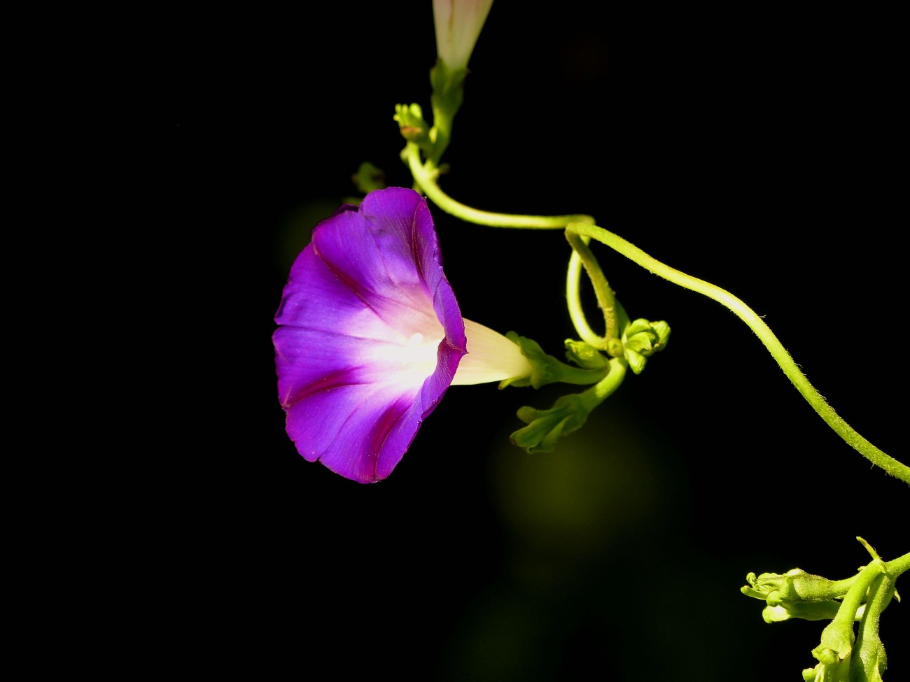 P1060200_副本蓝牵牛花大图.jpg