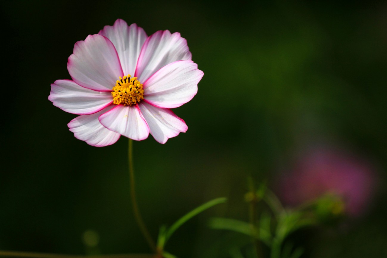 小花-15-1.jpg