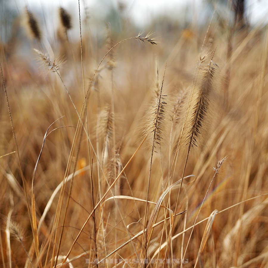 DSC_50576.jpg