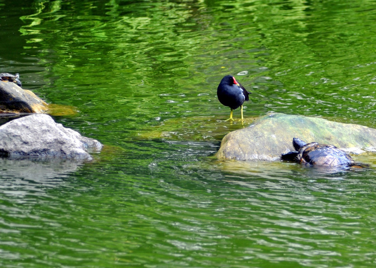 乌龟与黑水鸡 (1).jpg