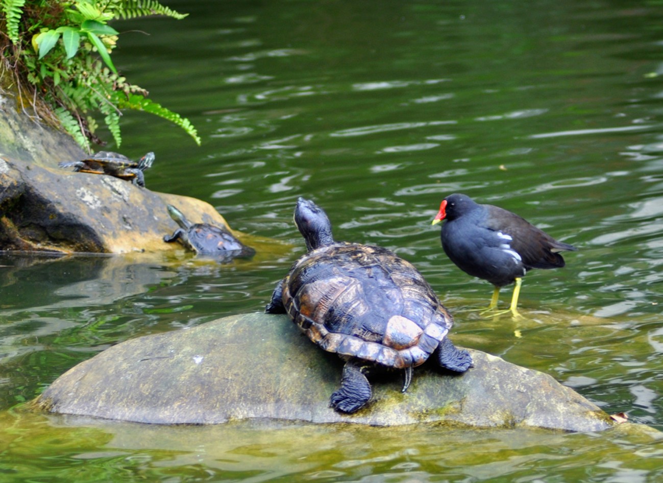 乌龟与黑水鸡 (2).jpg