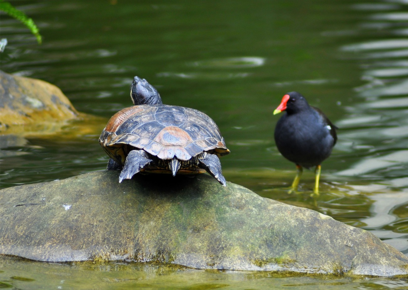 乌龟与黑水鸡 (6).jpg