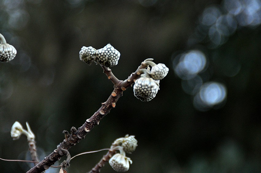DSC_0259_conew1.jpg
