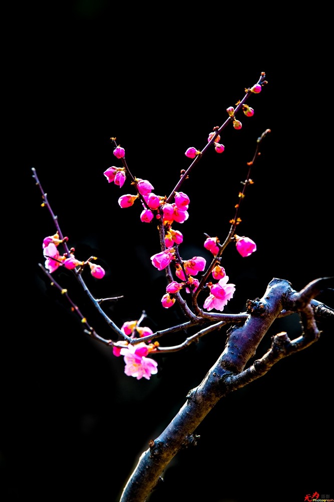 腊梅迎春 (18).jpg