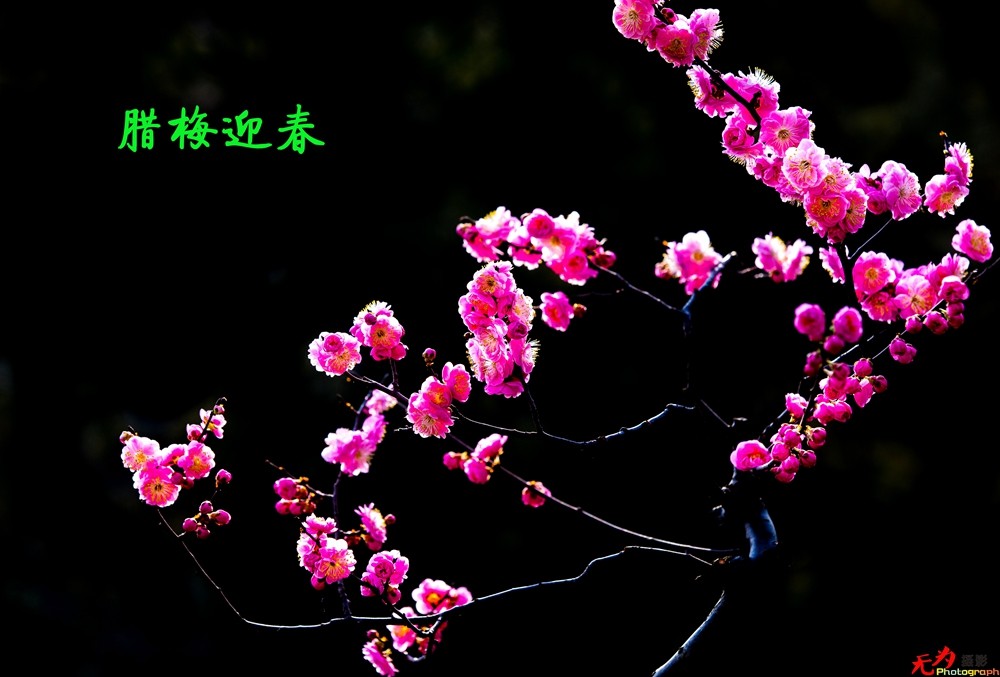 腊梅迎春 (24).jpg