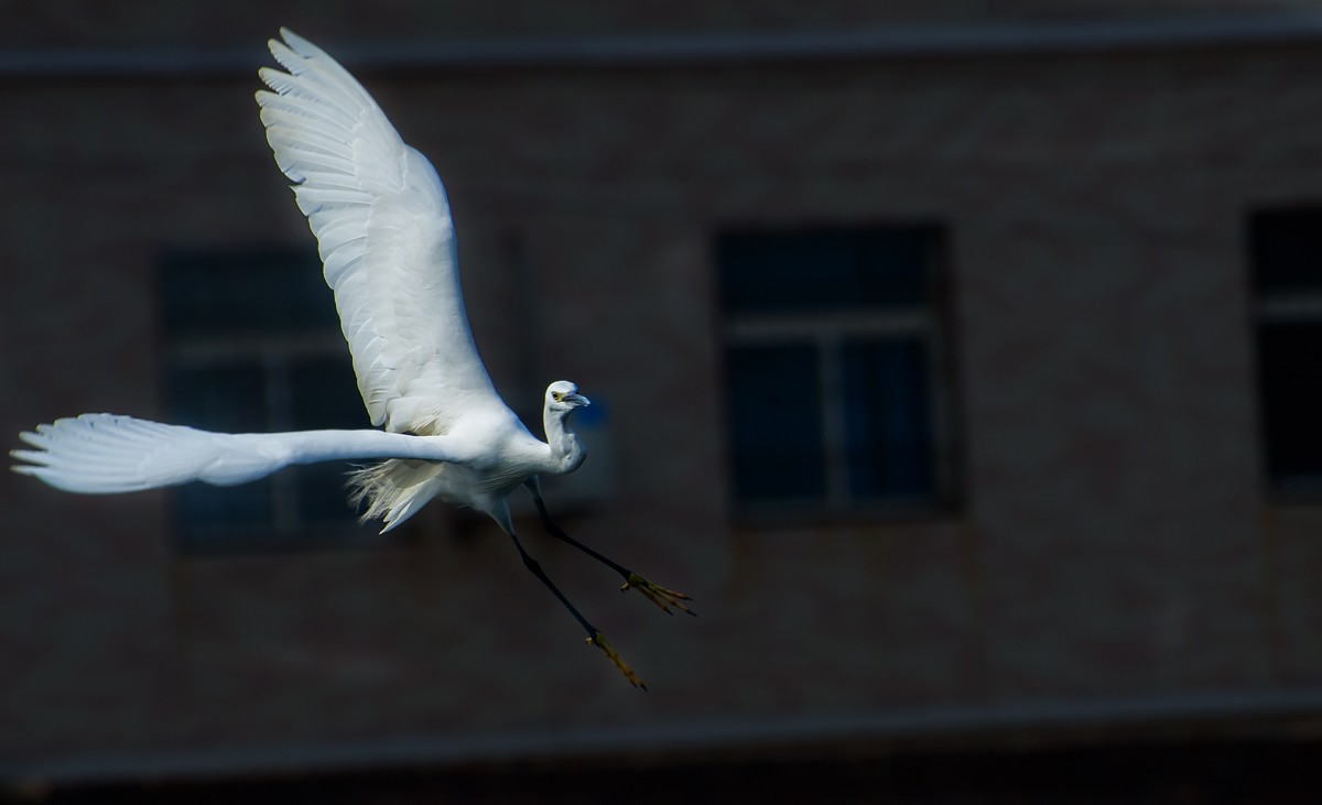 nEO_IMG_DSC_2204A.jpg