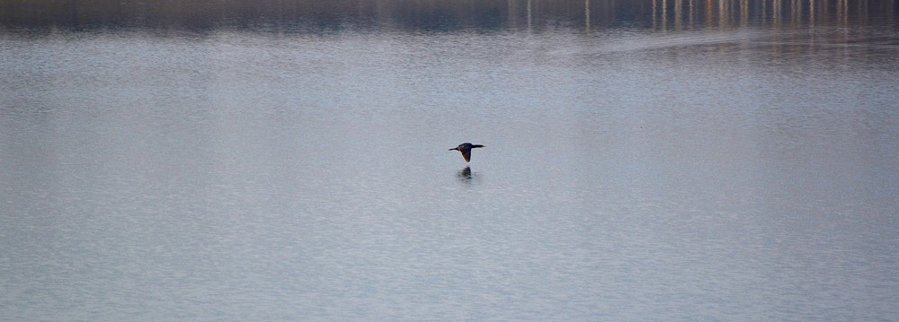 DSC_7530.JPG