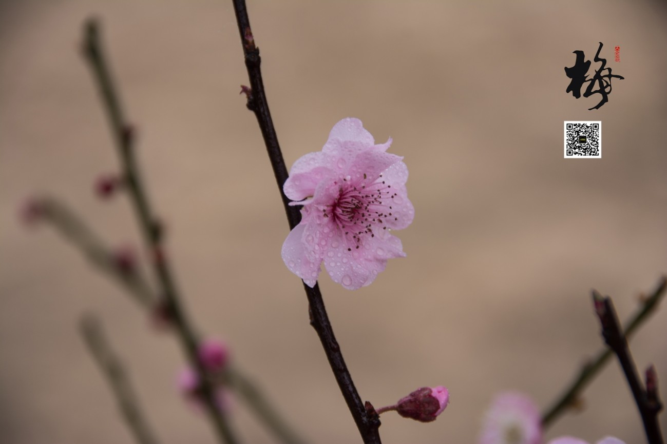 梅 (7).jpg
