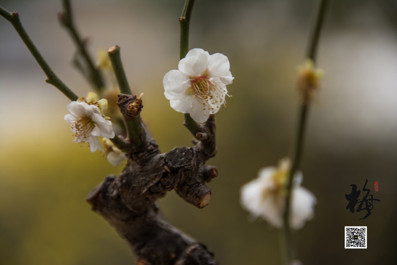 梅 (10).jpg