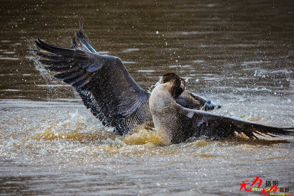 决斗—天鹅争夺配偶权纪实 (12).jpg