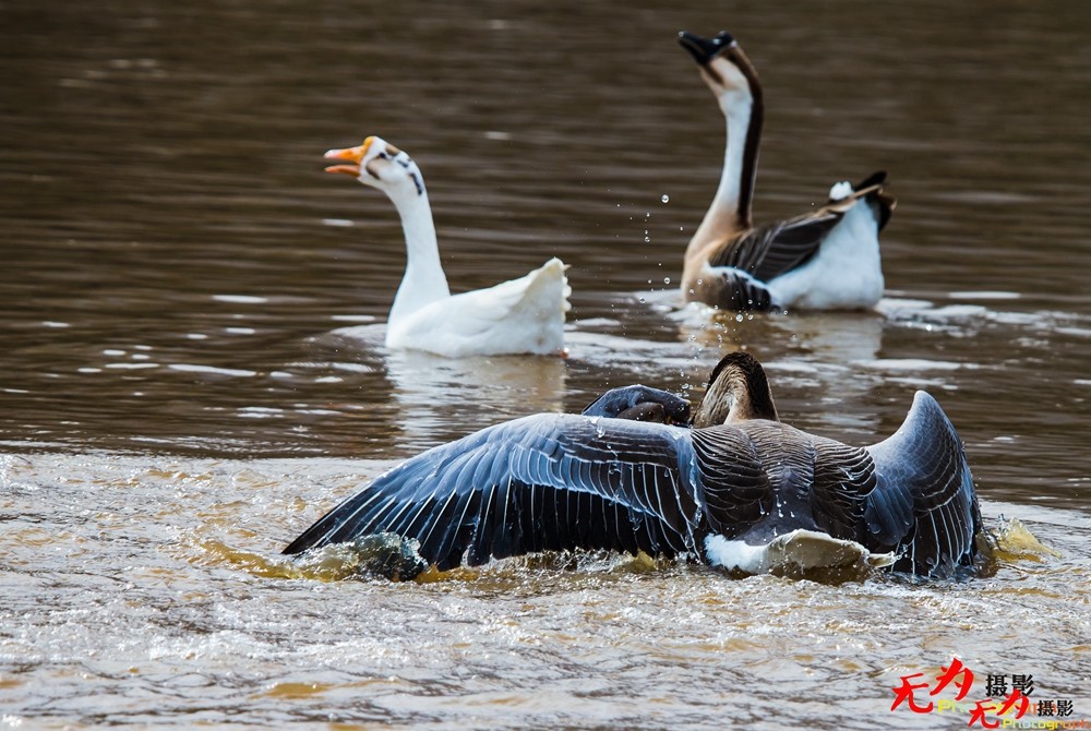 决斗—天鹅争夺配偶权纪实 (17).jpg