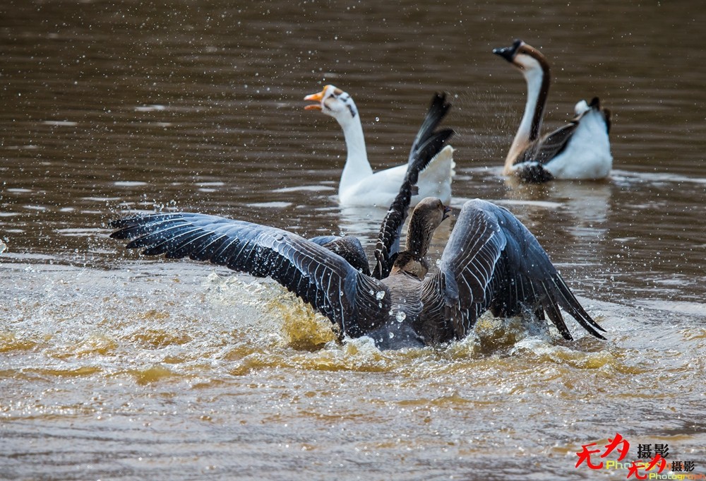 决斗—天鹅争夺配偶权纪实 (16).jpg
