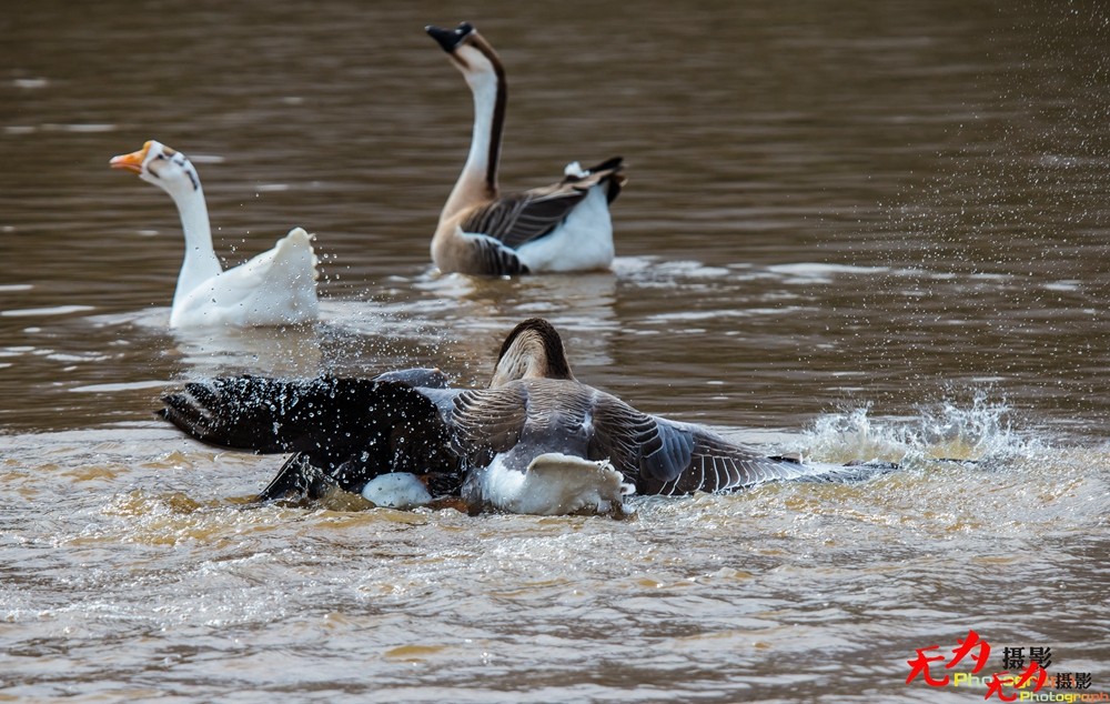 决斗—天鹅争夺配偶权纪实 (18).jpg