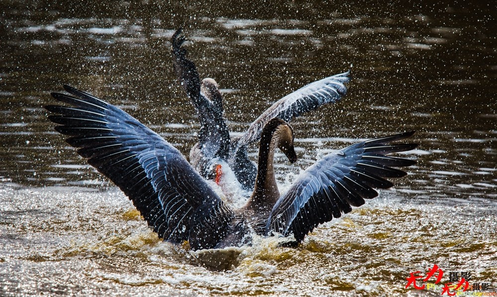 决斗—天鹅争夺配偶权纪实 (31).jpg