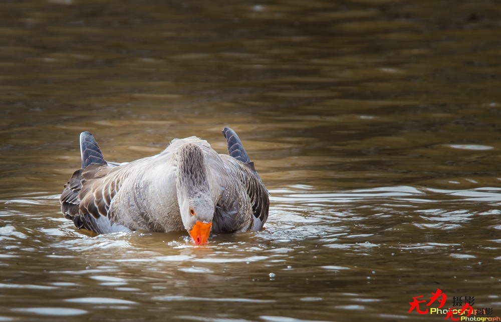 琴瑟和谐—天鹅交配纪实 (14).jpg