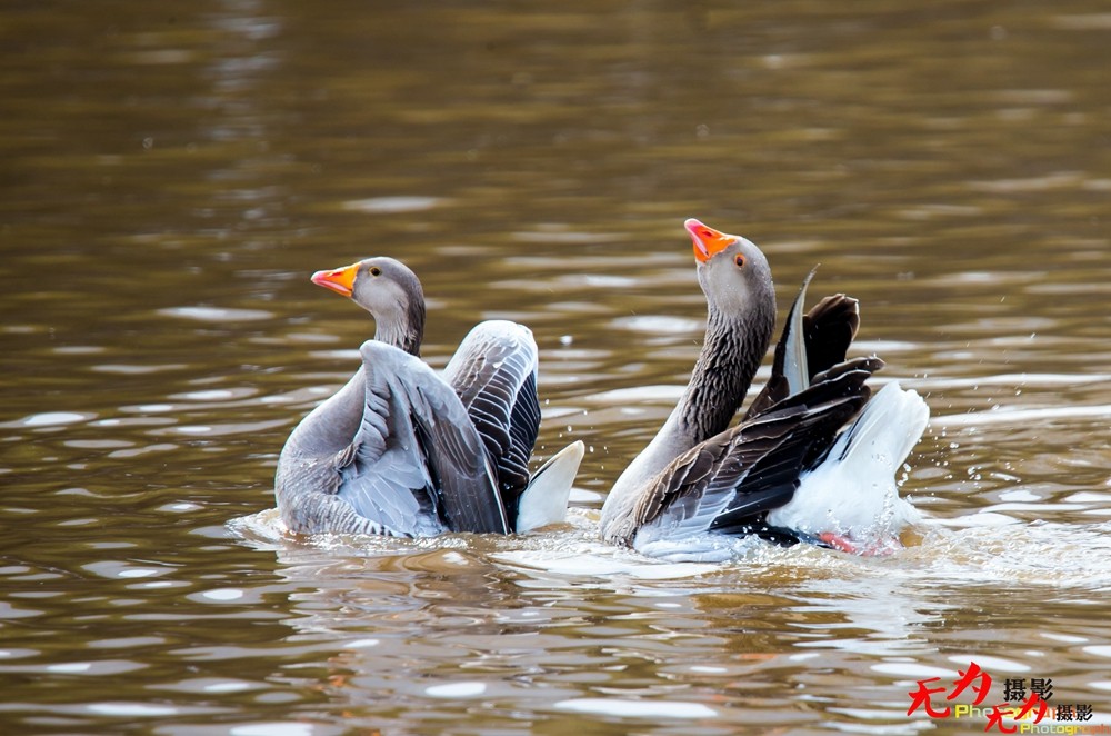 琴瑟和谐—天鹅交配纪实 (22).jpg