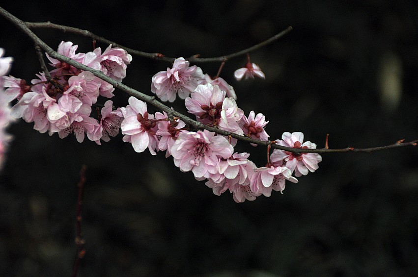 DSC_0004_conew1.jpg