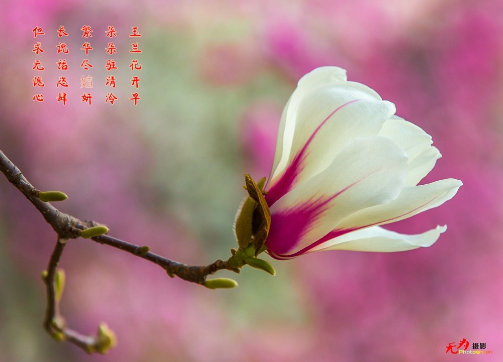 2015 玉兰 (108.).jpg