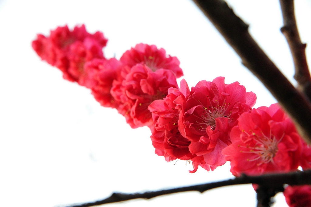 DSC_3862－2.jpg