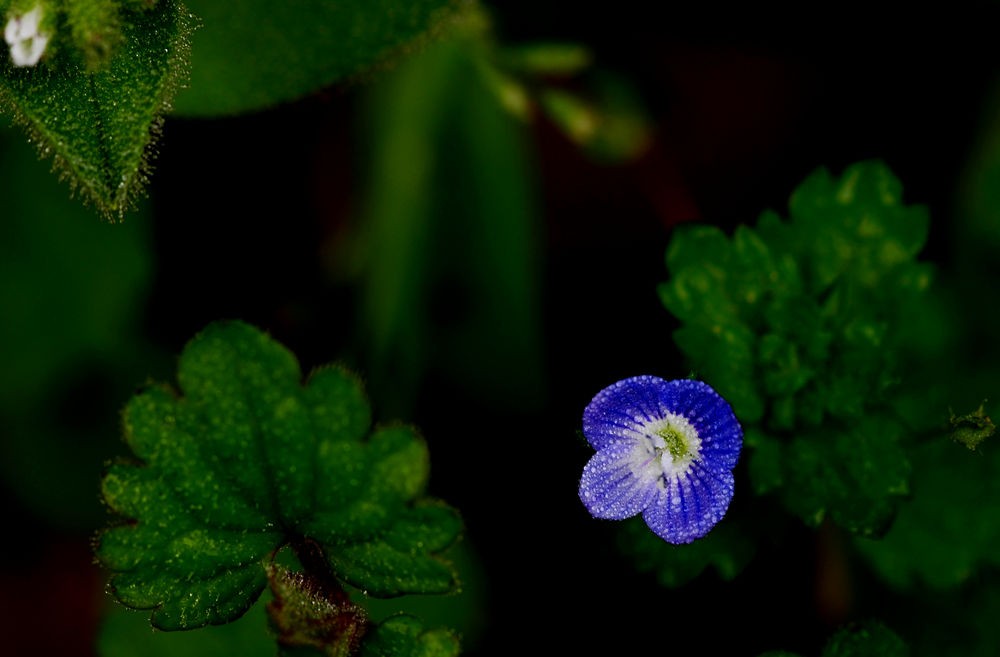 紫色小小花