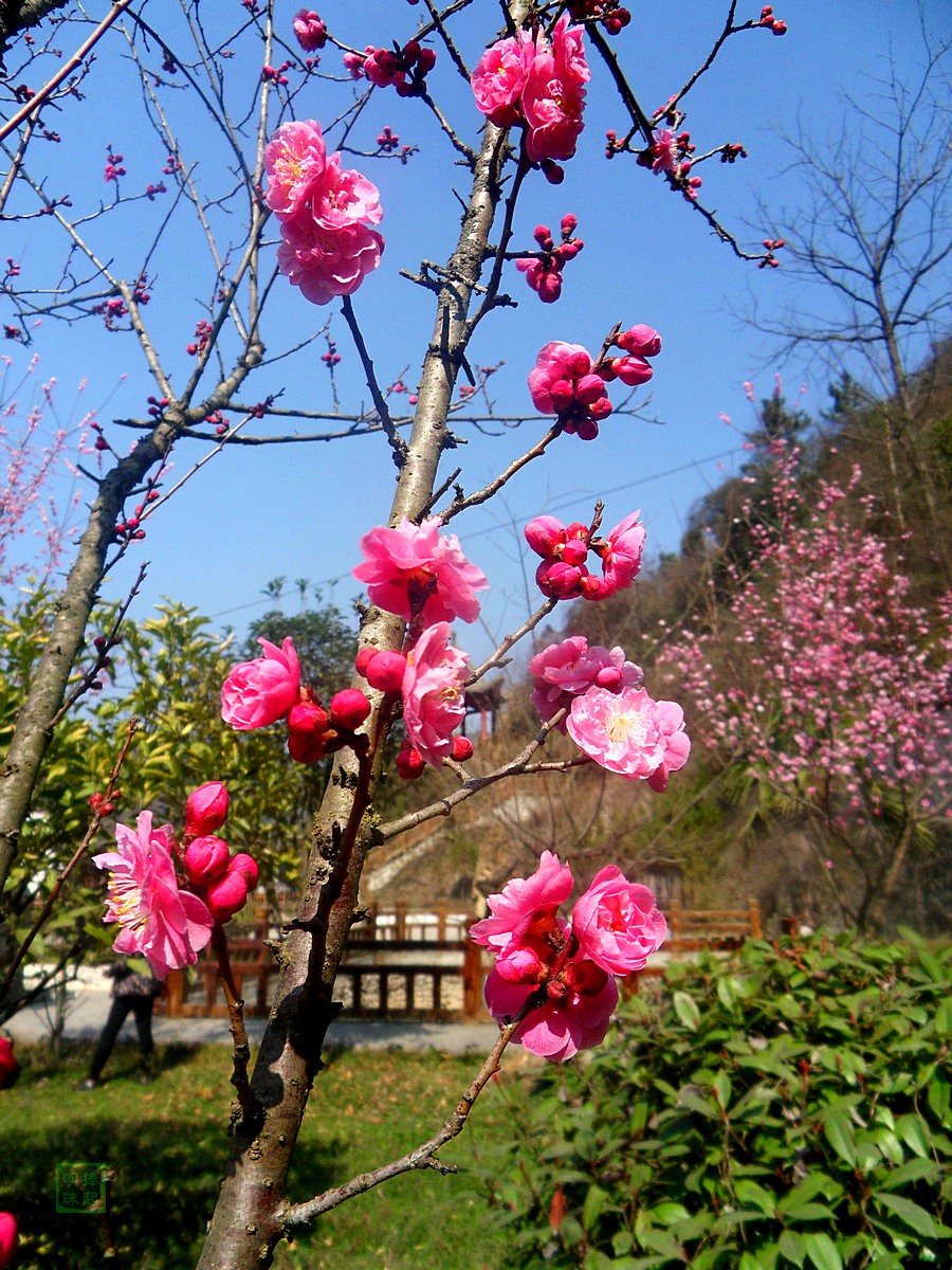 SDC12973_副本.JPG