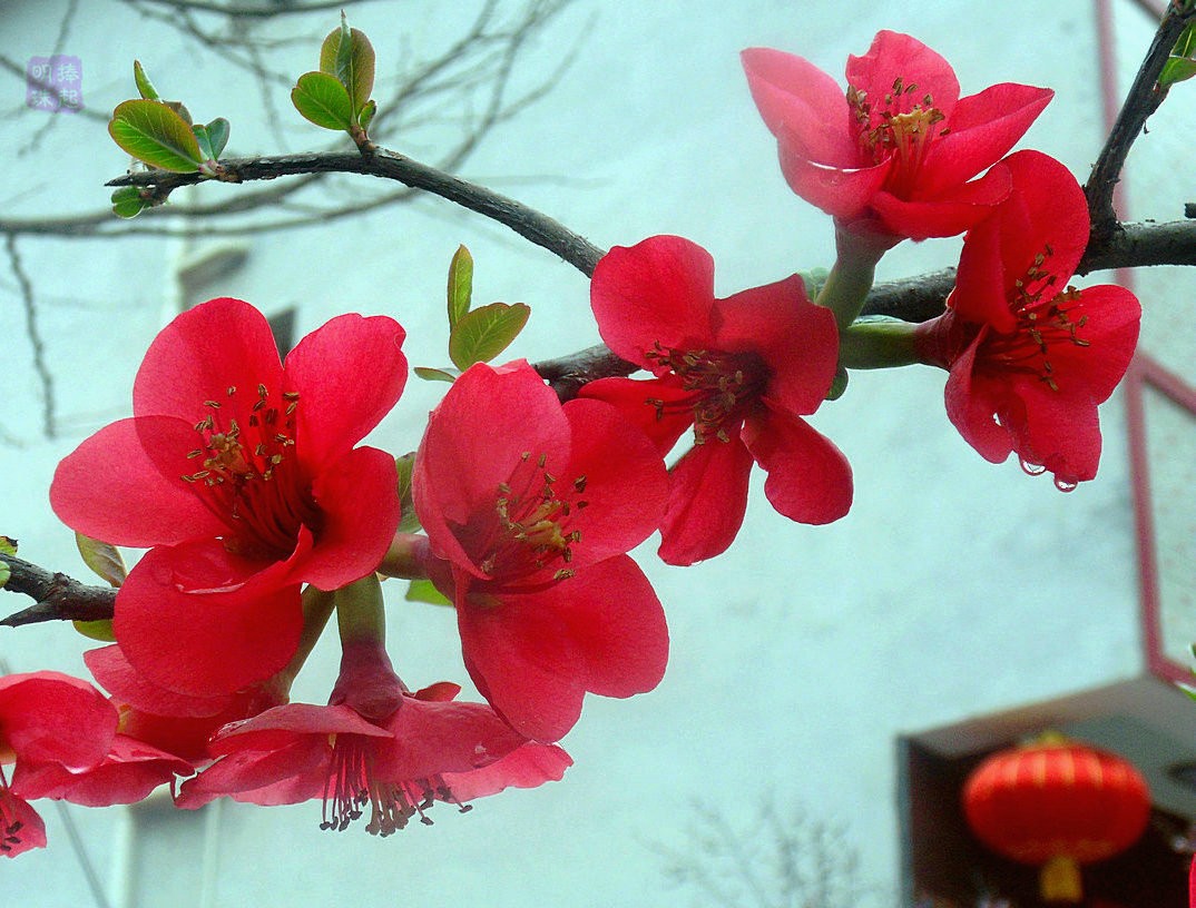 SDC13140_副本.JPG