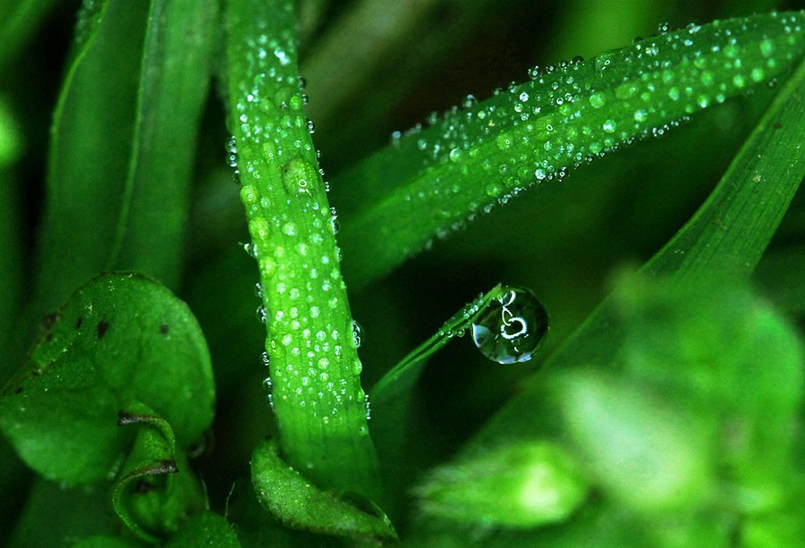 使用XPRO悬臂环闪拍摄的露珠，镜头为佳能百微，倍率不够又加了XPRO的258近摄镜。每颗.jpg