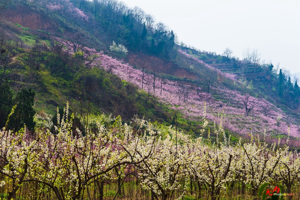 在那桃花盛开的地方 (7).jpg