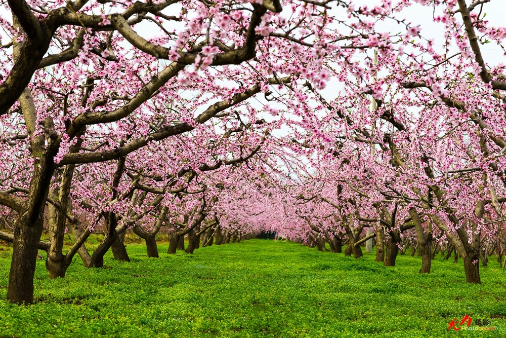 在那桃花盛开的地方 (41).jpg