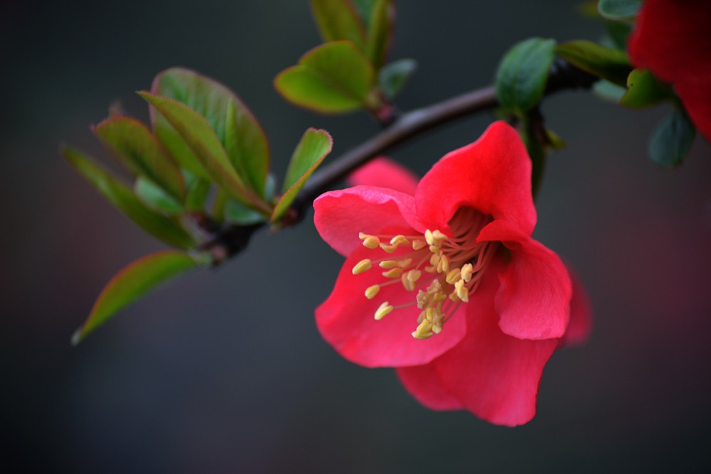 春花 (14).jpg