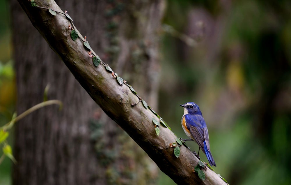 漂亮的红胁蓝尾鸲