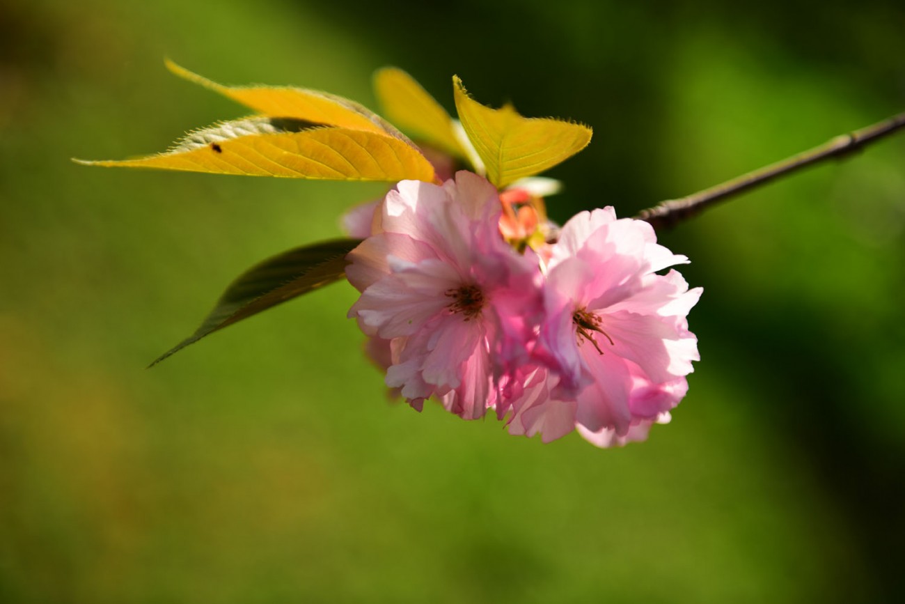 樱花 018副本.jpg