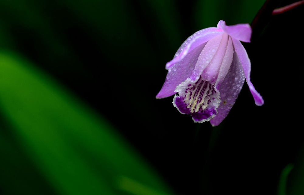 朵朵小花招人爱  二