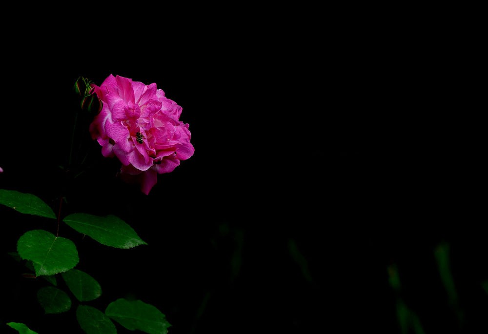 娇艳欲滴----蔷薇花