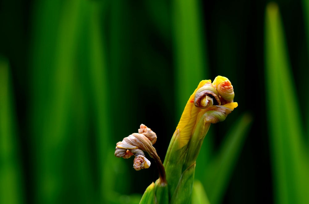 DSC_7177.JPG