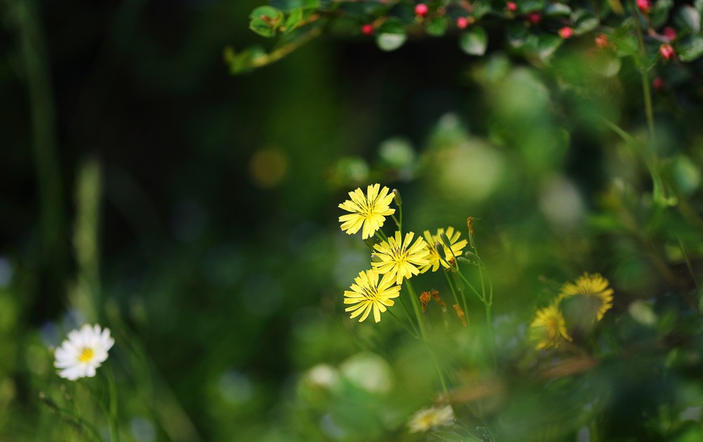 _MG_2601.JPG