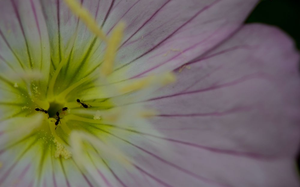 清新淡雅月见草