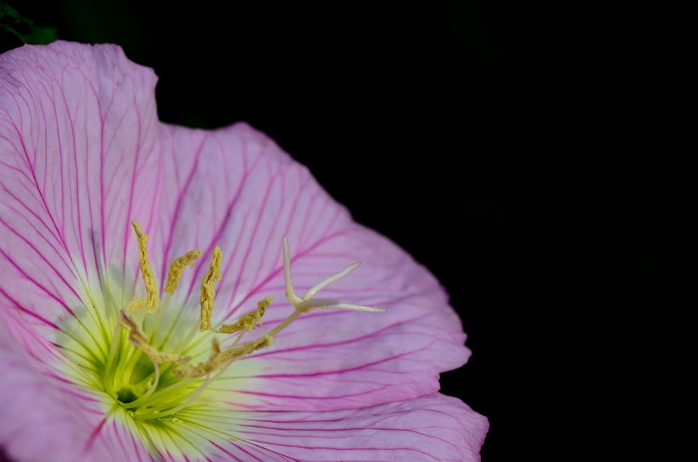 清新淡雅月见草