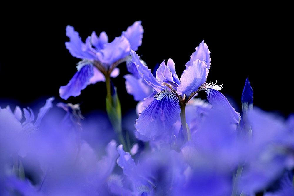 花卉 (8).jpg