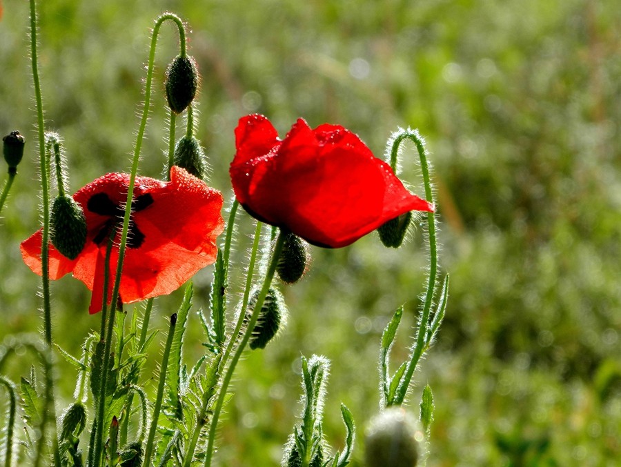 虞美人花 (8).jpg