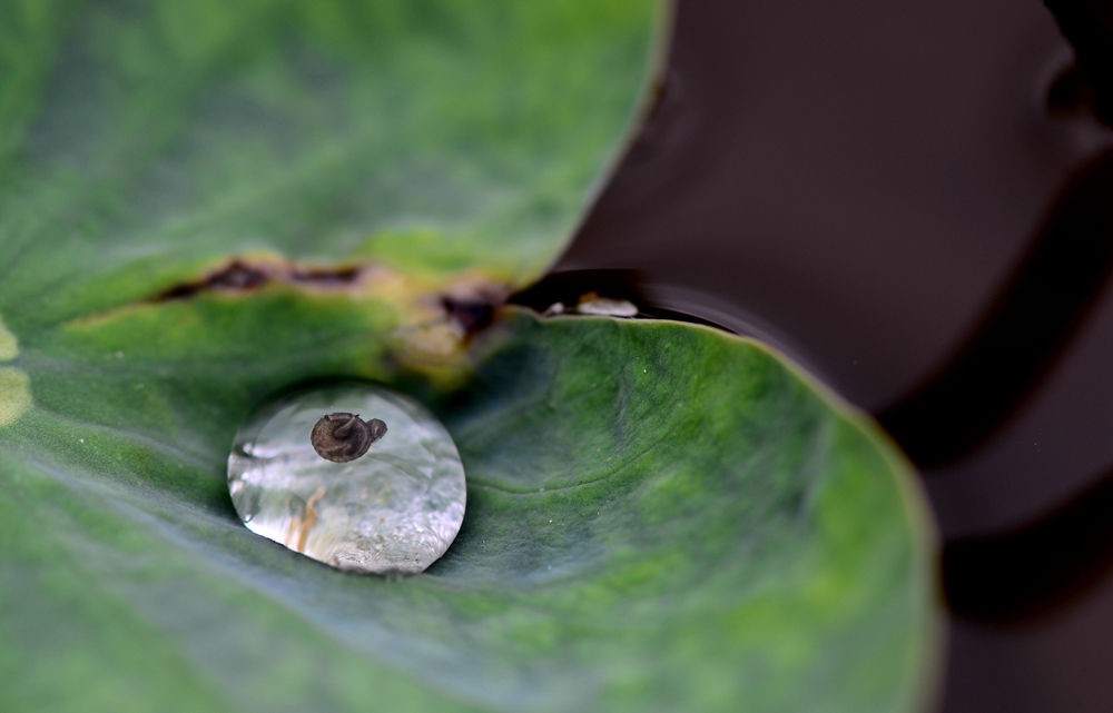 水珠里的昆虫